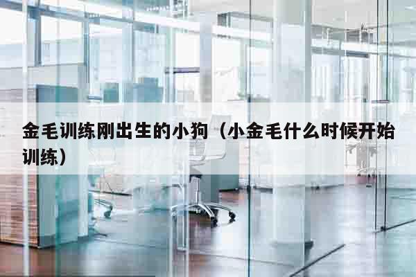 金毛训练刚出生的小狗（小金毛什么时候开始训练）