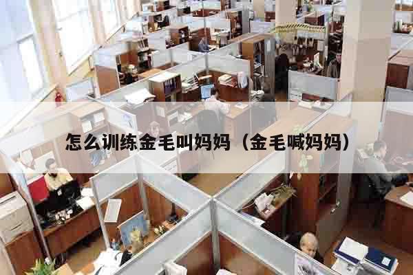 怎么训练金毛叫妈妈（金毛喊妈妈）
