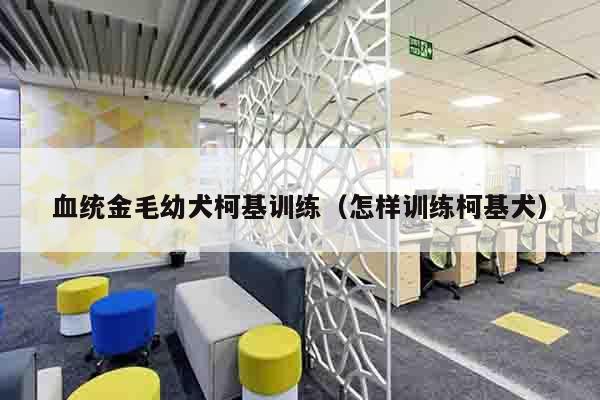 血统金毛幼犬柯基训练（怎样训练柯基犬）