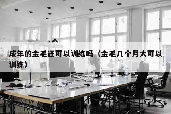 成年的金毛还可以训练吗（金毛几个月大可以训练）