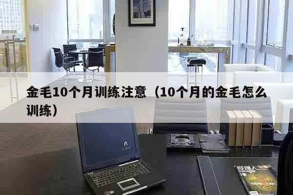 金毛10个月训练注意（10个月的金毛怎么训练）