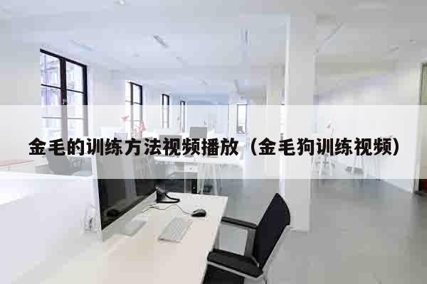 金毛的训练方法视频播放（金毛狗训练视频）