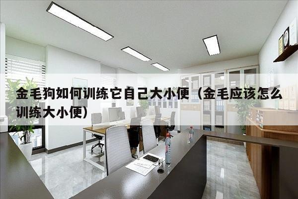 金毛狗如何训练它自己大小便（金毛应该怎么训练大小便）
