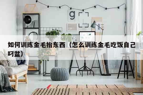 如何训练金毛抬东西（怎么训练金毛吃饭自己叼盆）