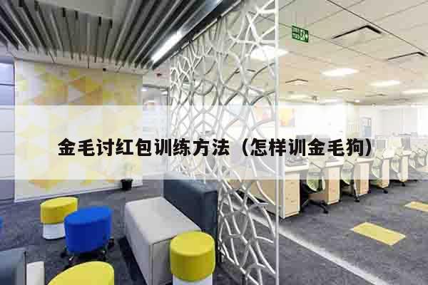 金毛讨红包训练方法（怎样训金毛狗）