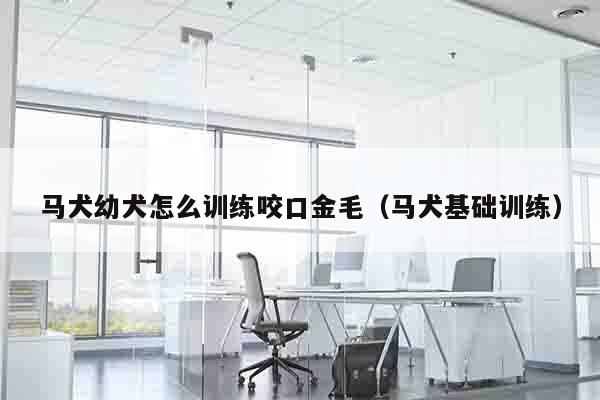 马犬幼犬怎么训练咬口金毛（马犬基础训练）
