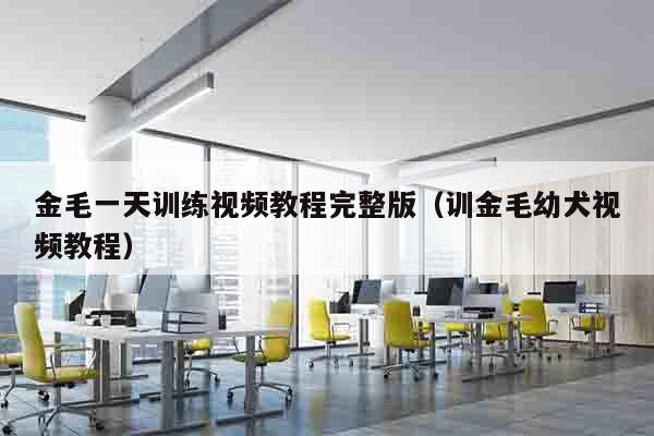 金毛一天训练视频教程完整版（训金毛幼犬视频教程）