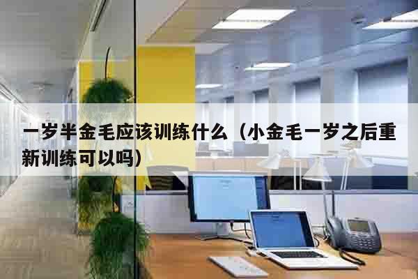 一岁半金毛应该训练什么（小金毛一岁之后重新训练可以吗）