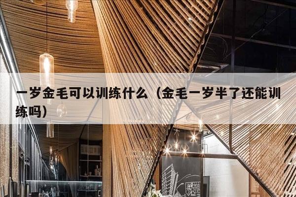 一岁金毛可以训练什么（金毛一岁半了还能训练吗）