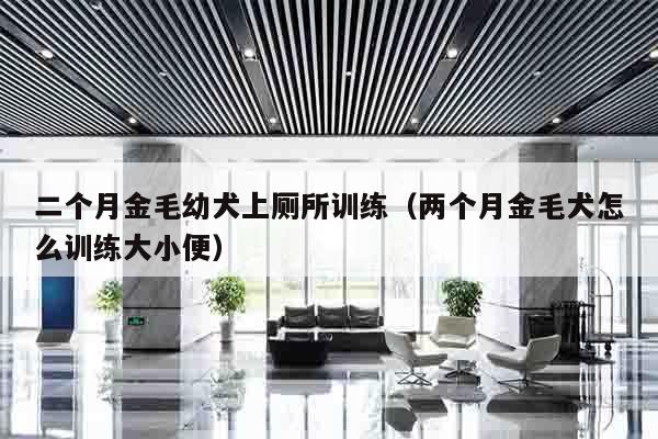 二个月金毛幼犬上厕所训练（两个月金毛犬怎么训练大小便）