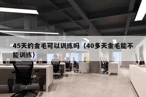 45天的金毛可以训练吗（40多天金毛能不能训练）