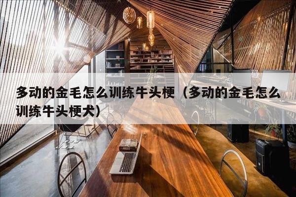 多动的金毛怎么训练牛头梗（多动的金毛怎么训练牛头梗犬）