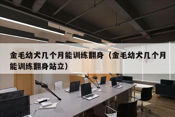 金毛幼犬几个月能训练翻身（金毛幼犬几个月能训练翻身站立）
