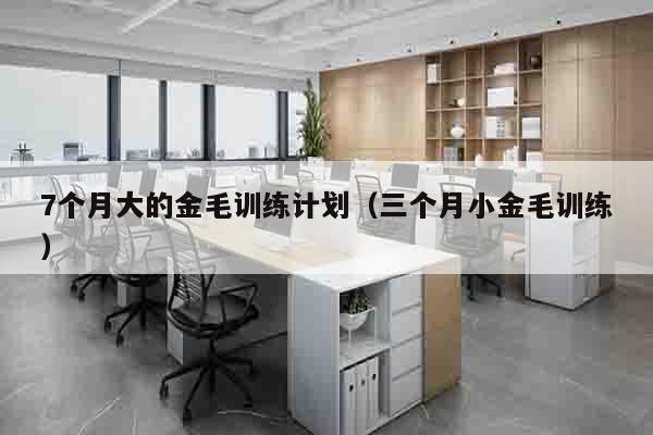 7个月大的金毛训练计划（三个月小金毛训练）