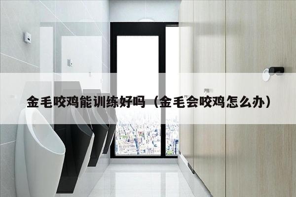 金毛咬鸡能训练好吗（金毛会咬鸡怎么办）