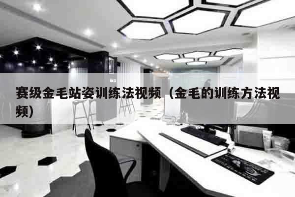 赛级金毛站姿训练法视频（金毛的训练方法视频）