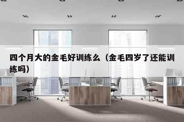 四个月大的金毛好训练么（金毛四岁了还能训练吗）