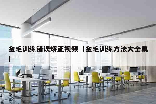 金毛训练错误矫正视频（金毛训练方法大全集）