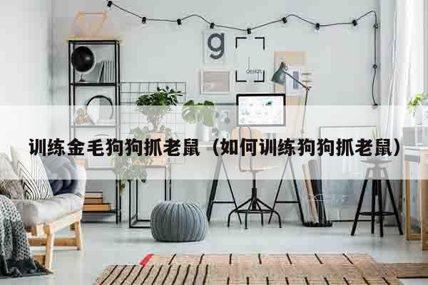 训练金毛狗狗抓老鼠（如何训练狗狗抓老鼠）