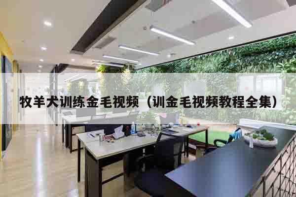 牧羊犬训练金毛视频（训金毛视频教程全集）