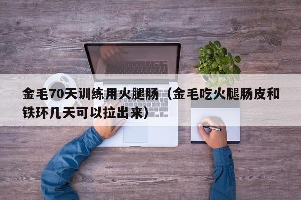 金毛70天训练用火腿肠（金毛吃火腿肠皮和铁环几天可以拉出来）