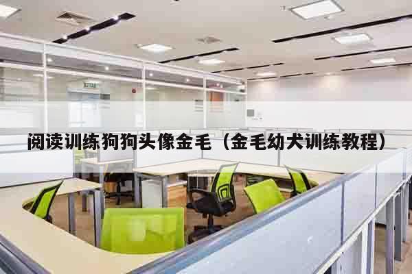 阅读训练狗狗头像金毛（金毛幼犬训练教程）
