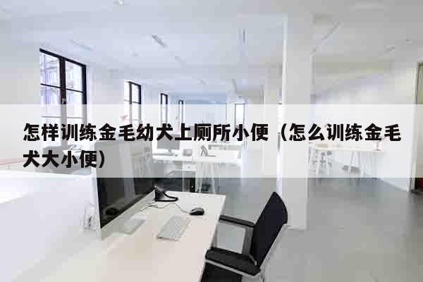 怎样训练金毛幼犬上厕所小便（怎么训练金毛犬大小便）