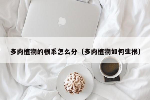 多肉植物的根系怎么分（多肉植物如何生根）
