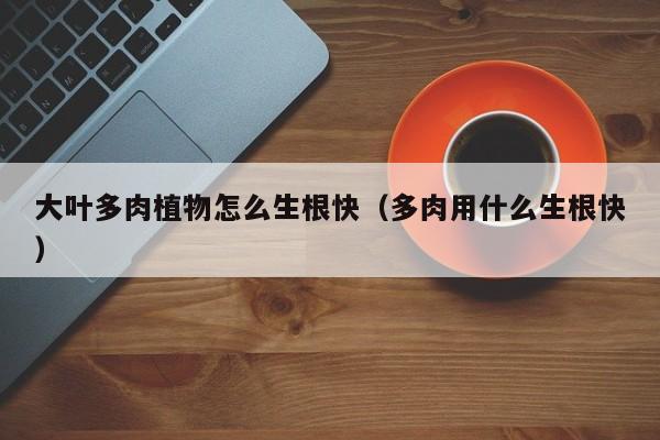大叶多肉植物怎么生根快（多肉用什么生根快）
