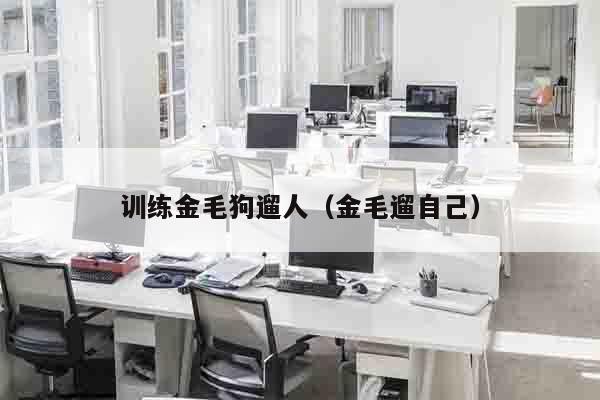 训练金毛狗遛人（金毛遛自己）