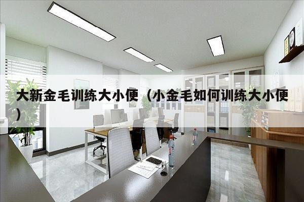 大新金毛训练大小便（小金毛如何训练大小便）