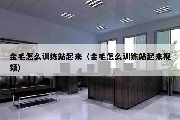 金毛怎么训练站起来（金毛怎么训练站起来视频）