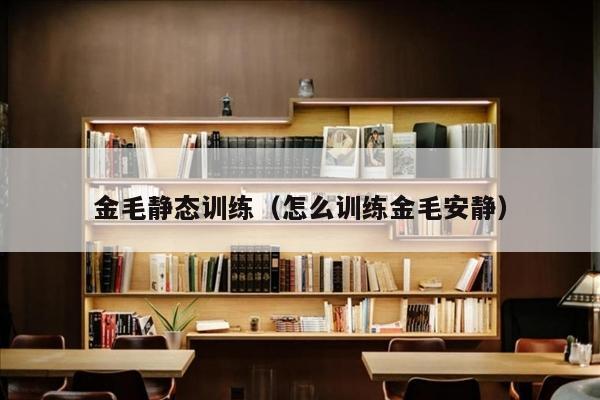 金毛静态训练（怎么训练金毛安静）