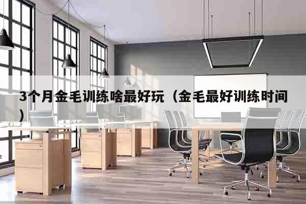 3个月金毛训练啥最好玩（金毛最好训练时间）