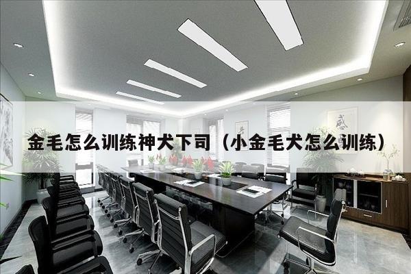 金毛怎么训练神犬下司（小金毛犬怎么训练）