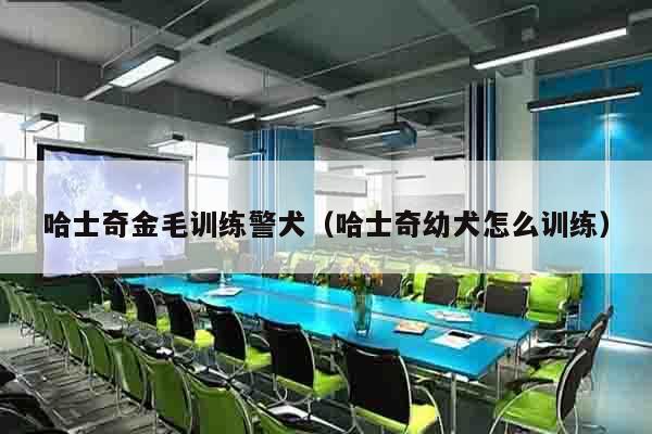 哈士奇金毛训练警犬（哈士奇幼犬怎么训练）