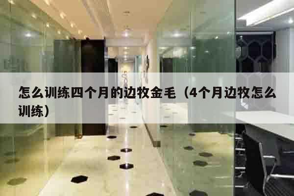 怎么训练四个月的边牧金毛（4个月边牧怎么训练）