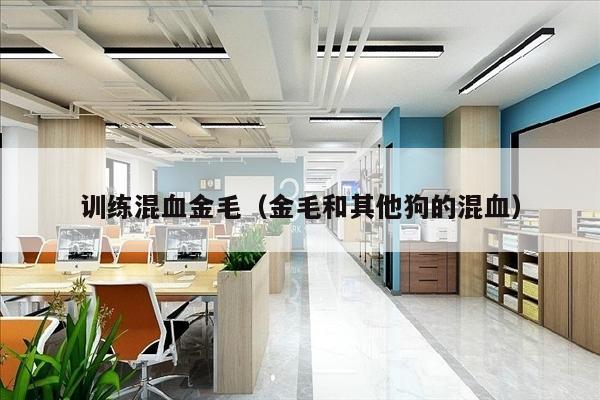 训练混血金毛（金毛和其他狗的混血）