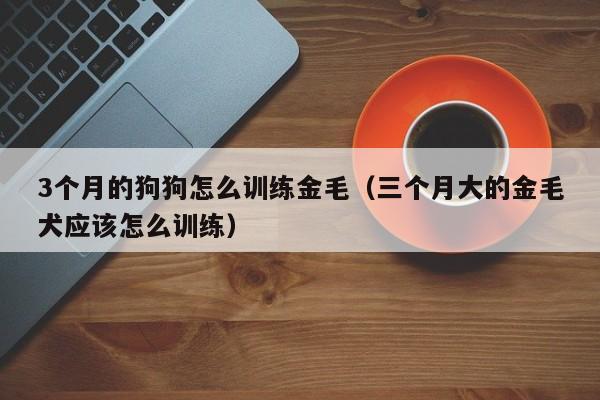 3个月的狗狗怎么训练金毛（三个月大的金毛犬应该怎么训练）