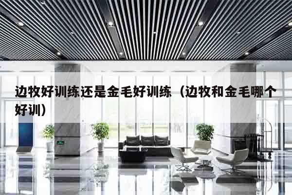 边牧好训练还是金毛好训练（边牧和金毛哪个好训）