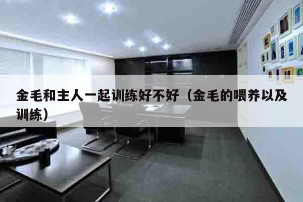 金毛和主人一起训练好不好（金毛的喂养以及训练）