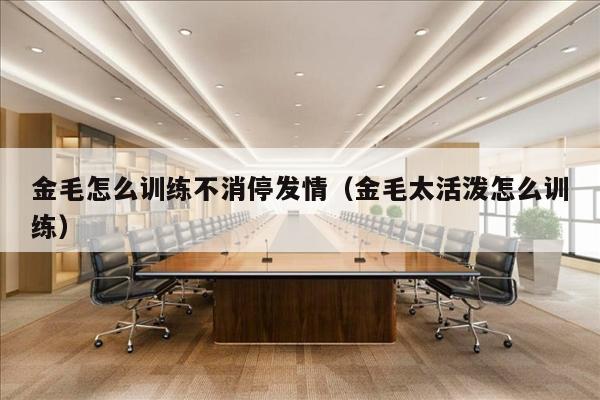 金毛怎么训练不消停发情（金毛太活泼怎么训练）