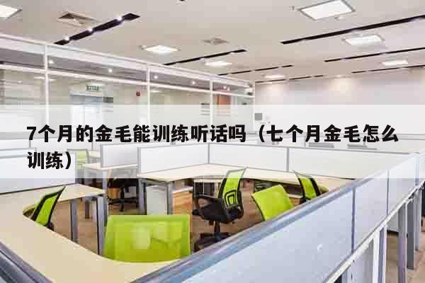7个月的金毛能训练听话吗（七个月金毛怎么训练）