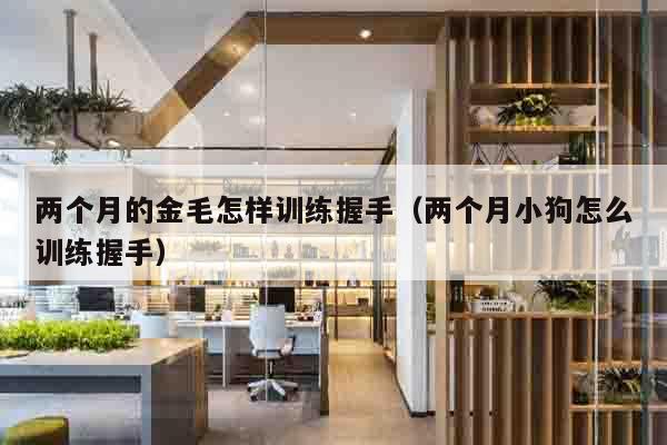 两个月的金毛怎样训练握手（两个月小狗怎么训练握手）