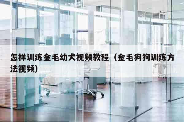 怎样训练金毛幼犬视频教程（金毛狗狗训练方法视频）