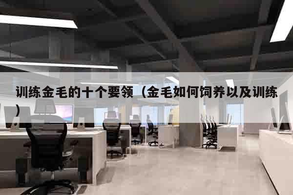 训练金毛的十个要领（金毛如何饲养以及训练）