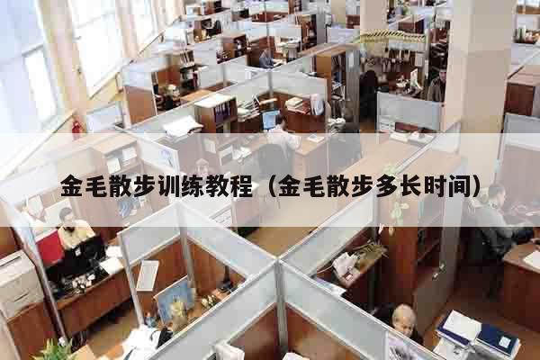 金毛散步训练教程（金毛散步多长时间）