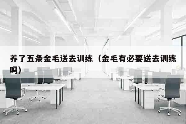 养了五条金毛送去训练（金毛有必要送去训练吗）