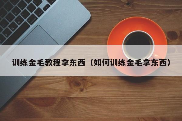 训练金毛教程拿东西（如何训练金毛拿东西）