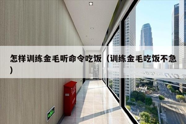 怎样训练金毛听命令吃饭（训练金毛吃饭不急）